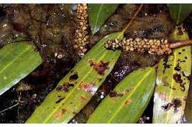Image result for Potamogeton nodosus