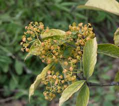 Image result for Myrianthus