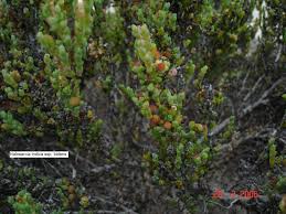 Image result for Halosarcia indica