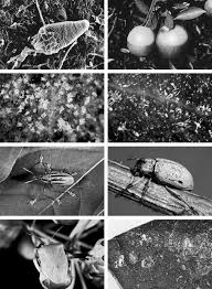 The little leaf notcher weevil is one tough pest to control. Citrus Pests And Their Management Springerlink