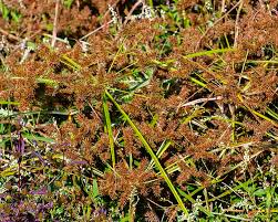 Image result for Cyperus cuspidatus
