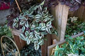 We did not find results for: How To Grow And Care For Spiderwort Tradescantia Gardener S Path