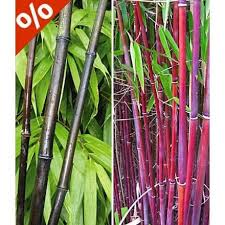 Roter Bambus 39 Chinese Wonder 39 1 Pflanze Baldur Garten Gmbh Roter Bambus Bambus Pflanzen