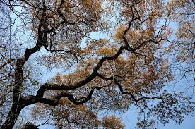 Image result for Brachystegia spiciformis