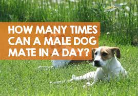 Really small breed dogs, such as chihuahuas, are prone to developing low blood sugar levels. How Many Times Can A Male Dog Mate In A Day Month Year