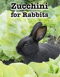 It's also a great substitution for pasta! Can Rabbits Eat Zucchini And How Much Is Okay For Them To Munch