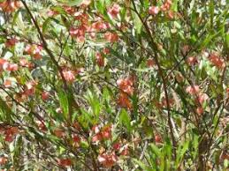 Image result for Phyllanthus caespitosus