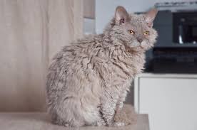 The maine coon is the second most popular breed in america and has earned the nickname (the gentle giant). 20 Most Expensive Cat Breeds In The World Crazy Rich Pets