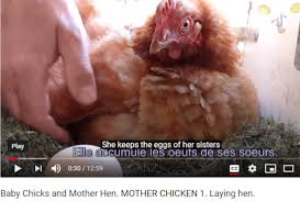 Https Www Youtube Com Watch V Jstj 8bnobw Chickens Hamster Youtube Com