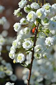 We did not find results for: Favorite Early Spring Bloomers Fairview Garden Center