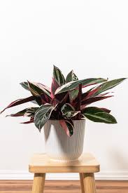 Image result for stromanthe