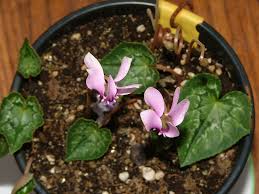 Image result for Cyclamen parviflorum