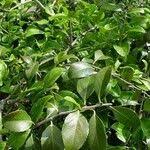 Image result for Maytenus chasei