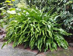 Image result for Asplenium laurentii