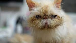 In a nutshell, cats can't get autism, but they can be diagnosed with other diseases. Autism In Cats Can Felines Be Autistic