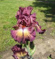 Plant Database Entry For Tall Bearded Iris Iris Raspberry Fudge With 8 Images And 29 Data Details Bearded Iris Day Lilies Plants