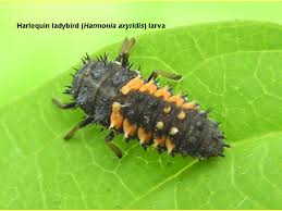 How to identify garden insects. Rhs Advisory Service Identification And Monitoring Of Garden Pests And Diseases Plantnetwork