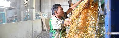 Sumber energi pangan (sep) yang bergerak di bidang industri pengolahan komoditas jagung pakan ternak. About Us Seger Agro Nusantara