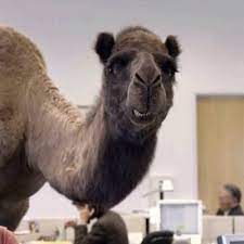 No one takes you seriouslyanymore. Hump Day Camel On Twitter Guess What Today Is Mike Mike Mike Mike Its Hump Day Woo Woo