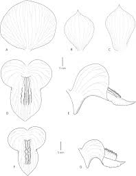 Image result for Hetaeria heterosepala