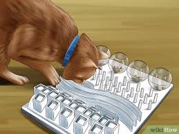 A toilet paper roll food puzzle. 3 Ways To Feed A Cat Using Food Puzzles Wikihow