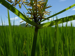 Image result for Pycreus macrostachyus