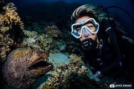 20,873 likes · 411 talking about this. Master Of The Coral Reef The Giant Moray Eel Mares Scuba Diving Blog