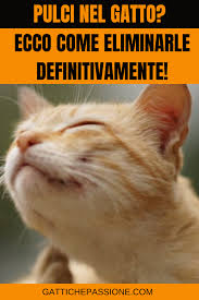 Pensi Che Il Gatto Abbia Le Pulci Ecco Come Eliminarle Definitivamente Nel 2020 Gatti Comportamento Del Gatto Eliminare Le Pulci