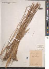 Image result for Arundinella nepalensis