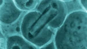 Sex chromosome | Definition, Examples, & Facts | Britannica