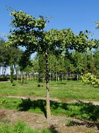 Toch zijn ook bomen die hoger worden dan zes meter soms gemakkelijk in model te houden door jaarlijkse snoei. Pin Op Plants