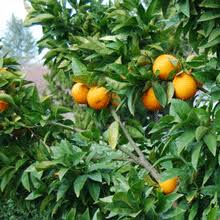 Minneola orange or minneola tangelo is a species of orange, which belongs to the family of citrus fruits. Minneola Tangelo Trees For Sale Brighterblooms Com