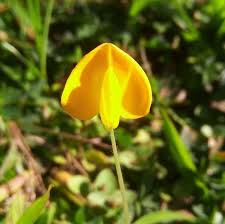 Image result for Arachis hypogaea