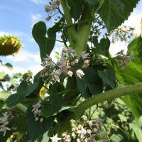 Image result for Cynanchum praecox