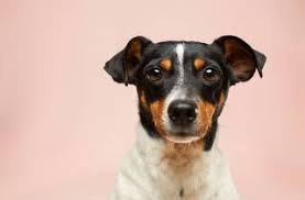 Our pet store services include: 11 Best Spots For Pet Adoption Nyc Families Need To Explore