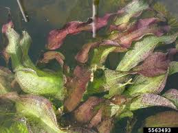 Image result for Ottelia ulvifolia