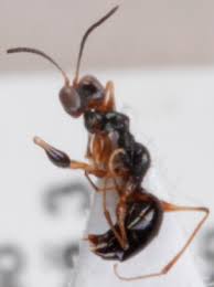 Image result for Gonatopus clavatus