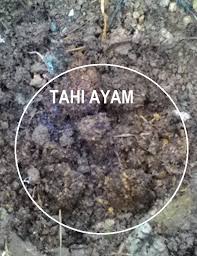 Lubang tanaman tidak boleh terlalu dalam bagi mengelakkan penakungan air yang membuatkan anak benih mati. Anim Agro Technology Tahi Ayam Baja Organik