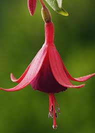 Fuchsia Brutus Greeting Card For Sale By Geoff Kidd Fuchsia Plant Fuchsia Flower Flower Photos
