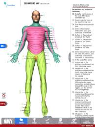 Diagram Of The Dermatome Map From The Free Anatomy Study