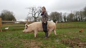 Une femme très hot se tape un nain publié par plan cul le 3 mai 2021. Resume Du Guide Du Cochon Nain Refuge Groingroin