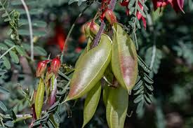 Image result for Lessertia pauciflora