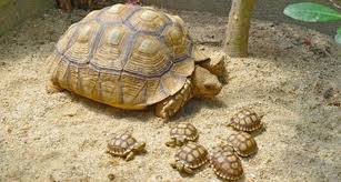 Image result for Grewia sulcata