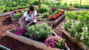 Este utilizat pentru a prepara bile efervescente de baie, este foarte apreciat și ca agent ecologic de curățenie. Bicarbonatul De Sodiu In GrÄƒdinÄƒ IatÄƒ 5 Beneficii Impact