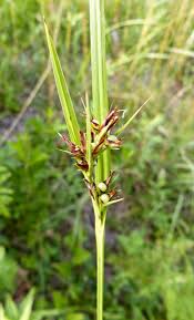 Image result for Scleria induta