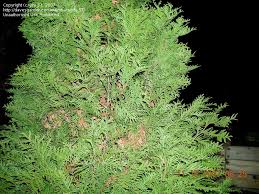Could it be a fungus? Trees Shrubs And Conifers Thuja Green Giant Turning Gold Brown Near Trunk 1 By Jmj 57