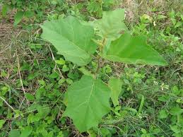 Image result for Solanum torvum