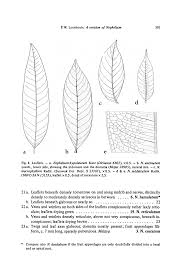 Image result for Stadmannia oppositifolia