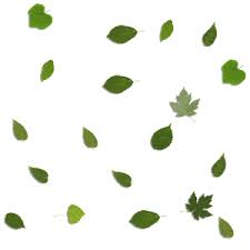 Black and white snowfall clipart. Animated Falling Leaves Gif Transparent Leaves Falling Free Live Wp Android Apps On Google Play Awesome Art Digital Art Nature Animation Brenna Images