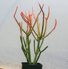 Growth & care general care instructions for succulents & cacti. Euphorbia Tirucalli Pencil Cactus Planet Desert